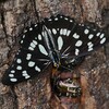 用水路・ゴマダラチョウ