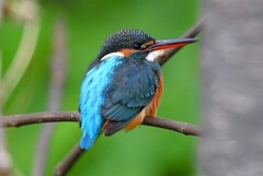 用水路・カワセミ♀若