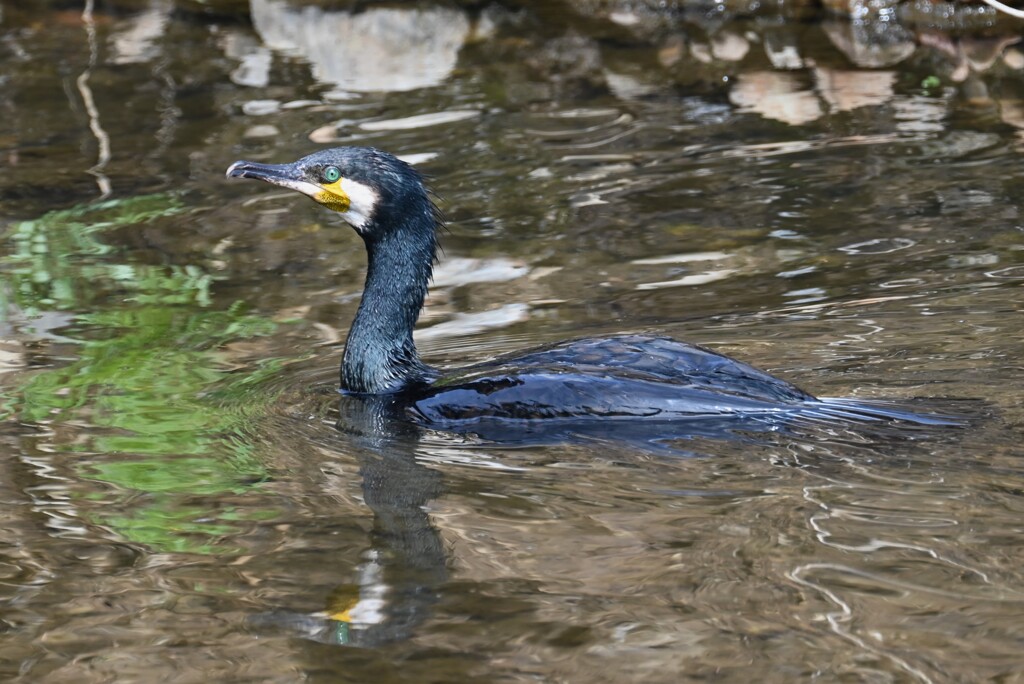 K川・カワウが来た