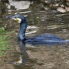 K川・カワウが来た