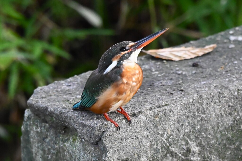 用水路・また来たカワセミ♀若