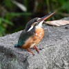 用水路・また来たカワセミ♀若