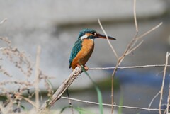 3月8日 (Ｋ川・上流のカワセミ♀)