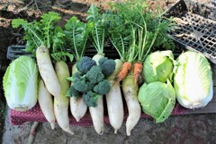 12月14日・冬野菜収穫（畑にて）