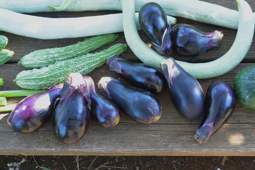 菜園・9月5日の収穫 (秋ナス)