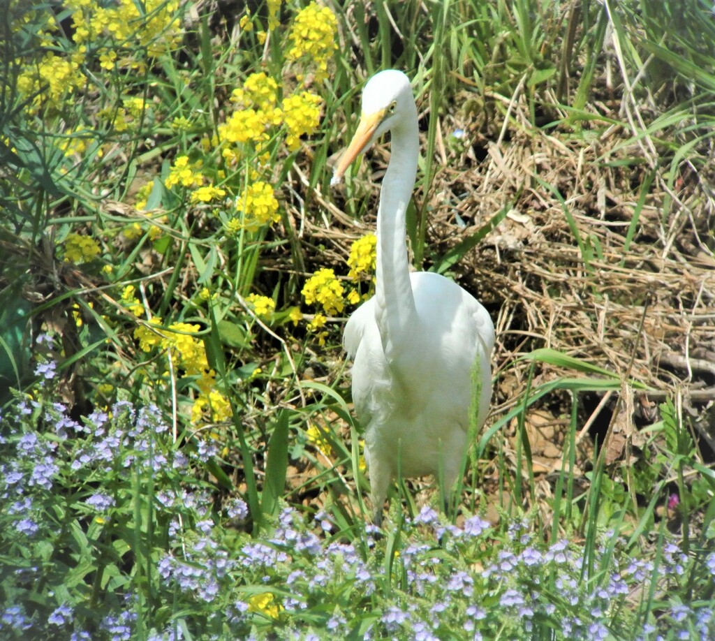 菜の花・カワヂシャ・ダイサギ