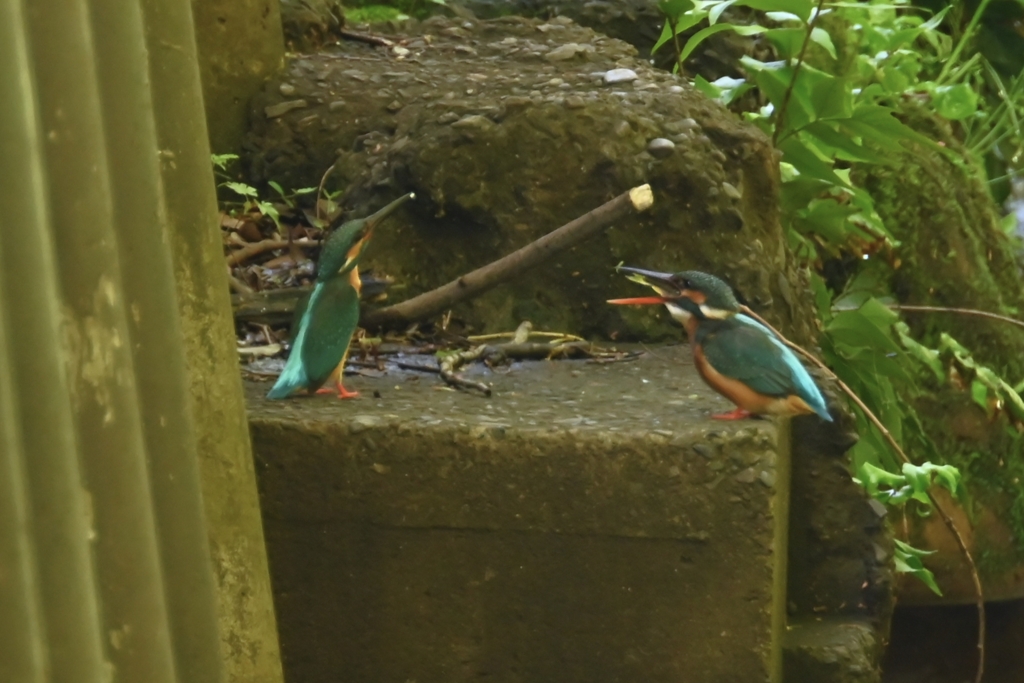 用水路・カワセミ♂(プレゼントを渡して威張っている)