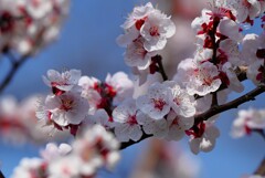 アンズの花