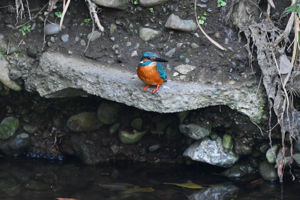 K川中流域のカワセミ♂若