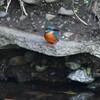 K川中流域のカワセミ♂若