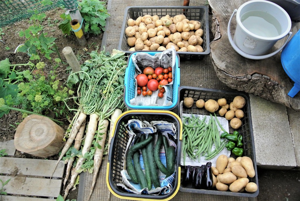 今日の収穫（あとシュンギクが山ほど撮れました。）