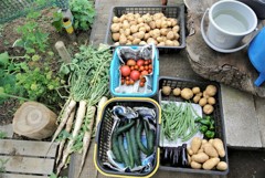 今日の収穫（あとシュンギクが山ほど撮れました。）