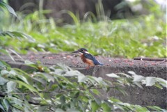 帰ってきたカワセミ♂