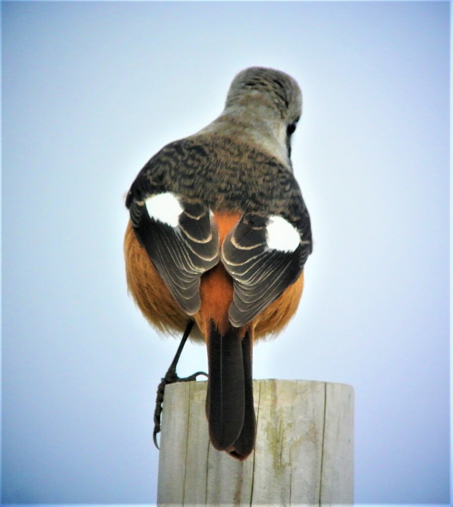 菜園のジョウビタキ♂..