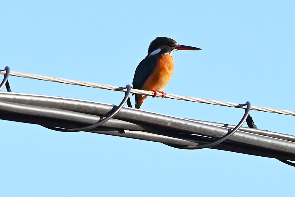 用水路・高い電線に止まるカワセミ♀若