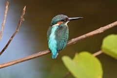 都内S川・カワセミ♂若 