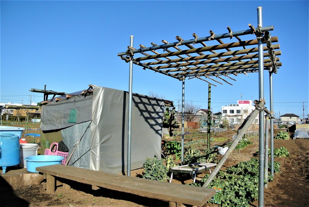 ハヤトウリ棚完成.