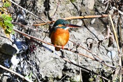 Ｋ川中流域・カワセミ♀若