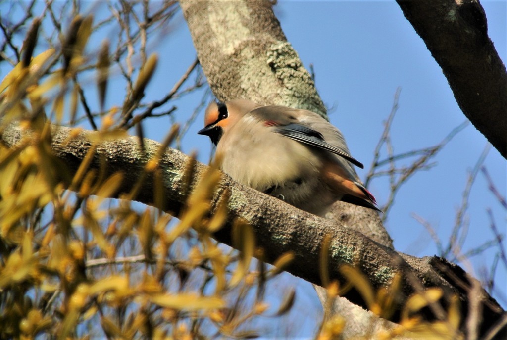 ヤドリギとヒレンジャク