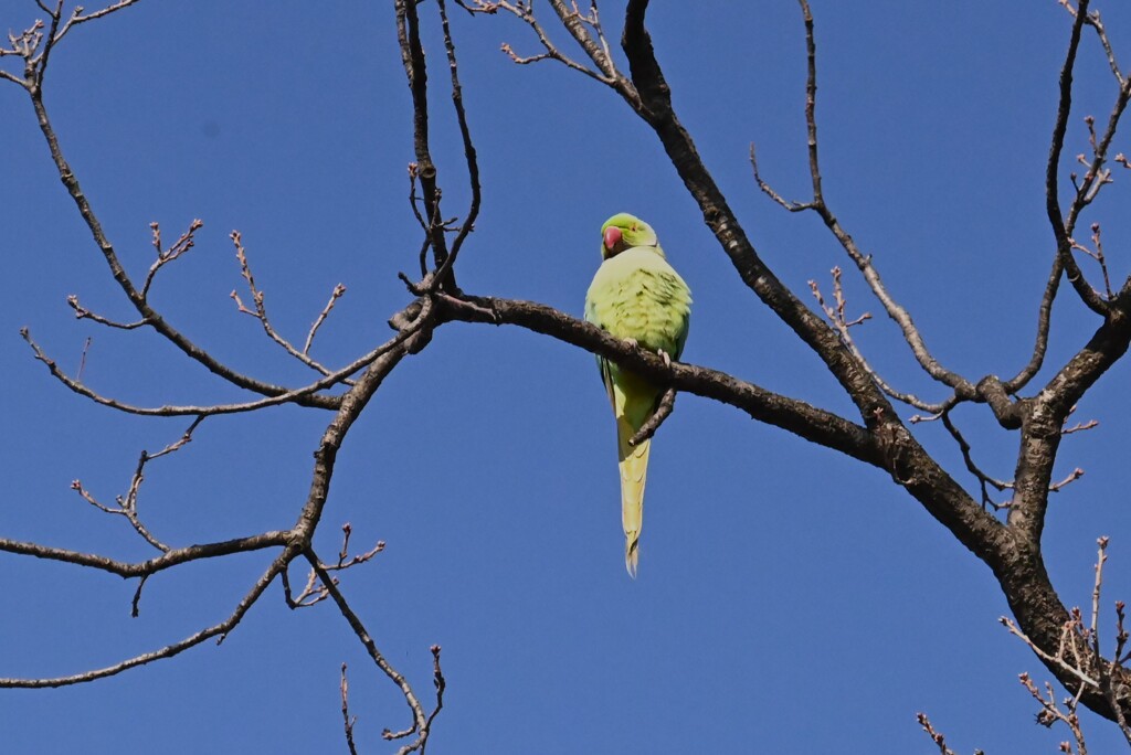 連絡道・ワカケホンセイインコ