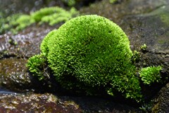 K川・苔玉