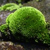 K川・苔玉
