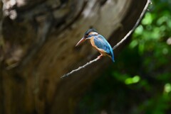 4月13日 (Ｋ川・上流のカワセミ♀)