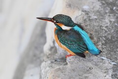 都内S川・カワセミ♀若 