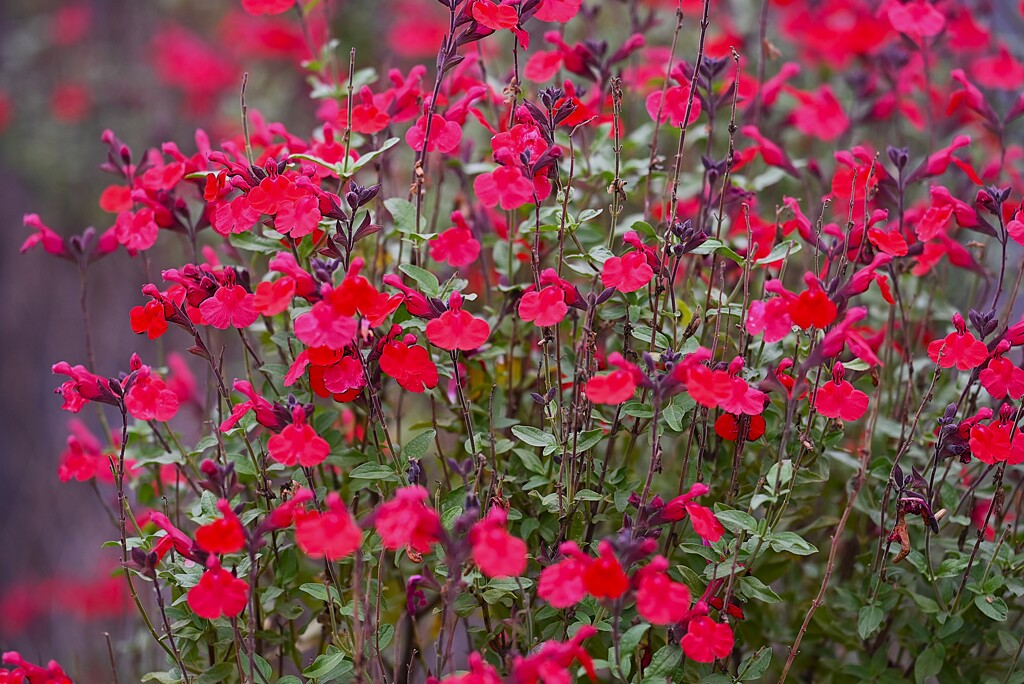 K川下流域・満開の真っ赤なチェリーセージ