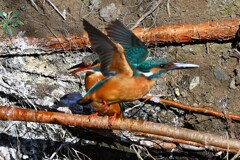 Ｋ川中流域・カワセミ♂若逃げる