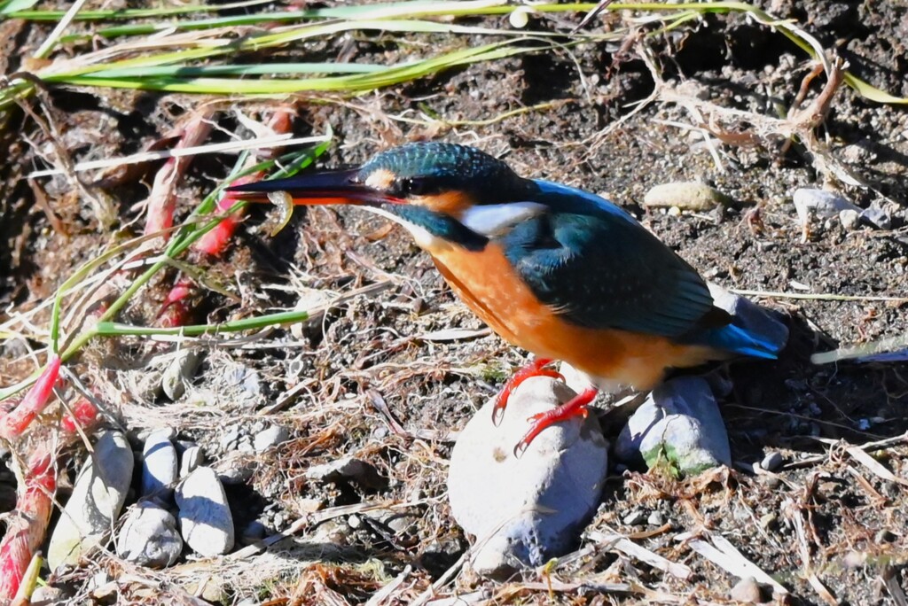 K川下流域・エビを捕ったカワセミ♀若