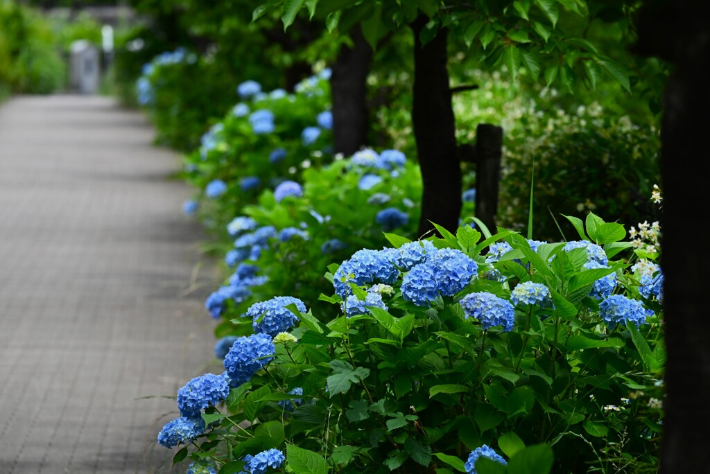 K川沿道・紫陽花の小道