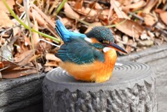 用水路・カワセミ♀若、ウンチを真っすぐ後ろに飛ばす