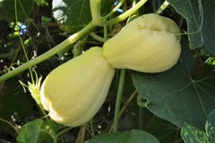 双子のハヤトウリ