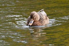 都内公園・マガモ♀