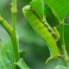 K川下流域・クチナシにオオスカシバの幼虫 