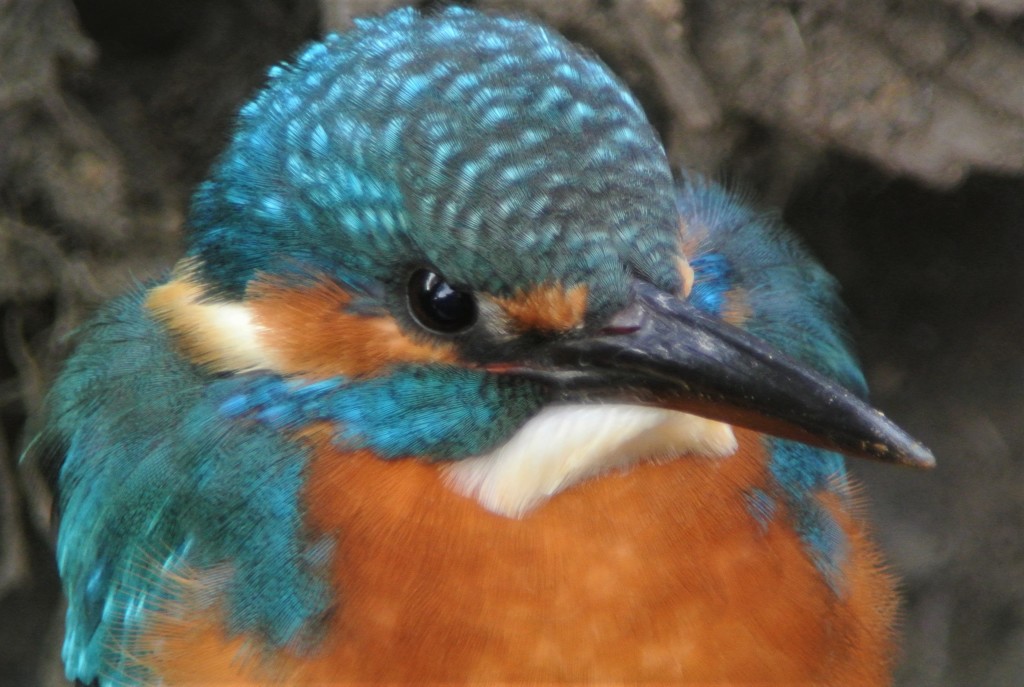 カワセミ♂成鳥ドアップ