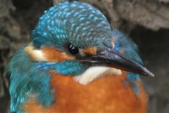 カワセミ♂成鳥ドアップ