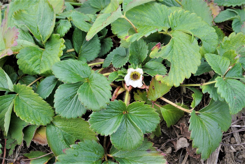 イチゴの花が一つだけ