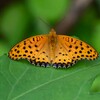 K川・一休み中のツマグロヒョウモン♂