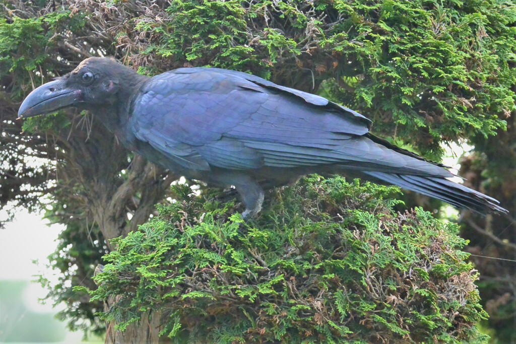 ハシブトガラス若鳥