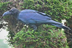 ハシブトガラス若鳥