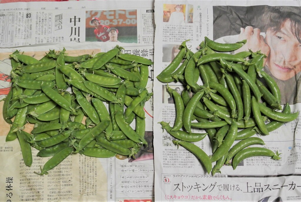 キヌサヤ（左）とスナップエンドウ（右）