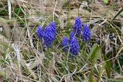 3月21日 (用水路・土手のムスカリ)
