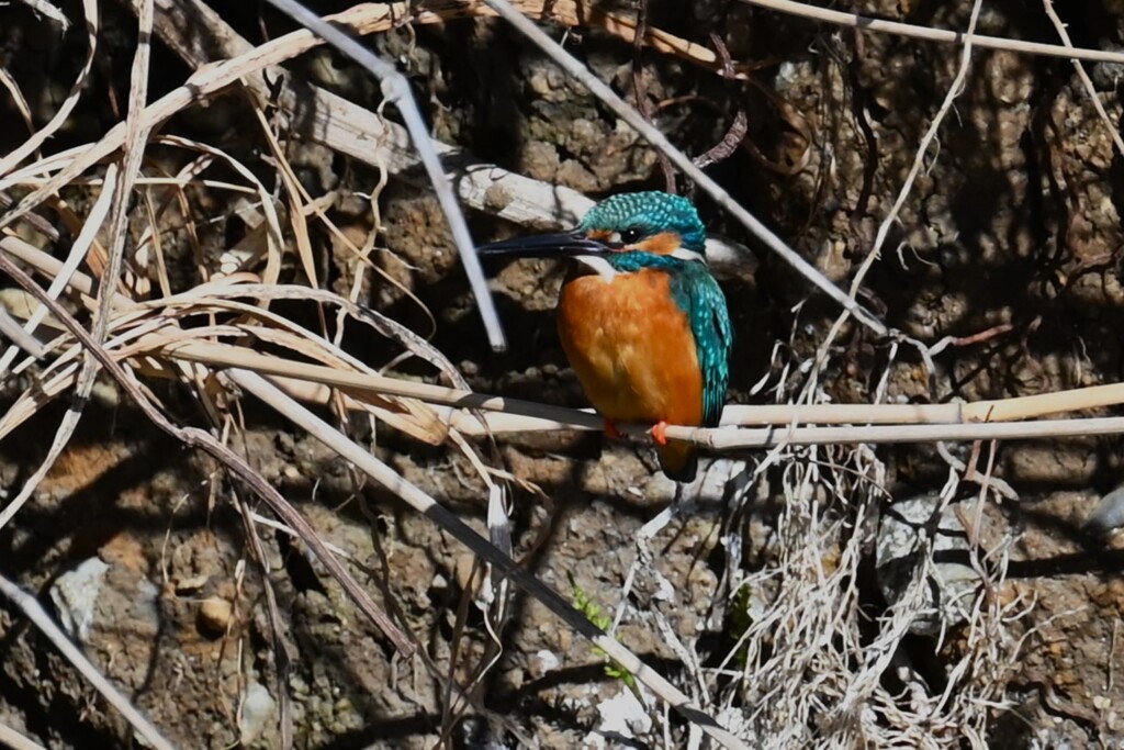 Ｋ川・中流域のカワセミ♂