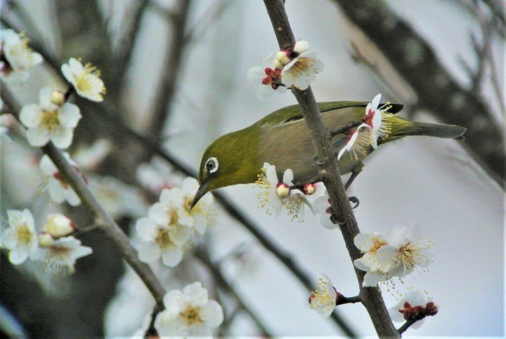 恒例のウメジロ・蜜吸い編