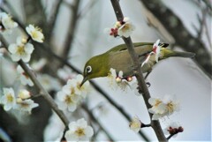 恒例のウメジロ・蜜吸い編
