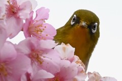 K川・メジロ「桜の花からこんにちは！」