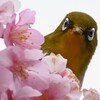 K川・メジロ「桜の花からこんにちは！」