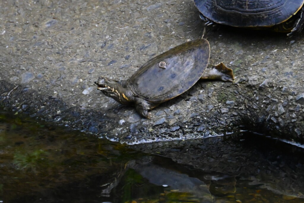 K川・スッポンの子供（1匹目）